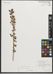 Foto von Salix myrtilloides L. x Salix repens L.